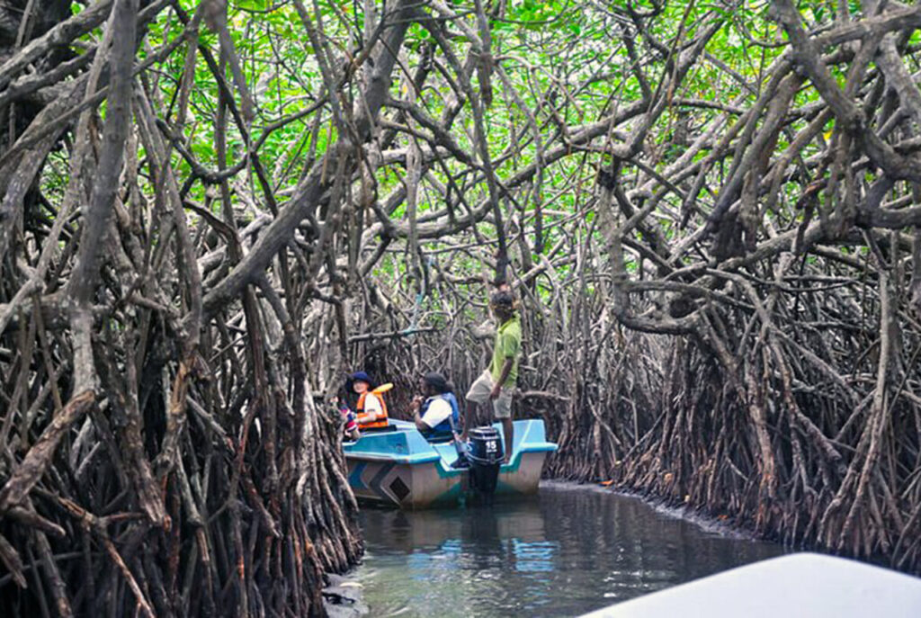 Coastal Ecosystems and Mangroves: Sri Lanka’s Hidden Natural Treasures post rainforests 1280x859