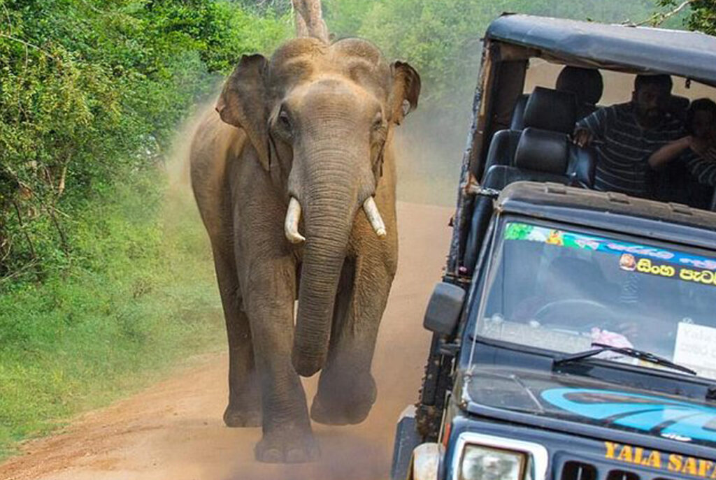 Wildlife Wonders: Exploring Sri Lanka’s National Parks post yala 1280x859